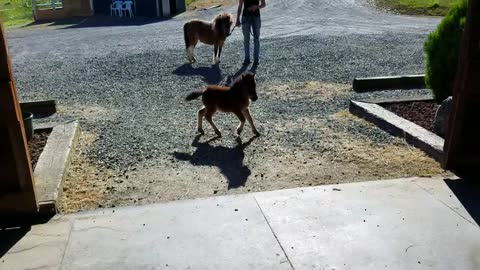 Baby miniature horse chasing me