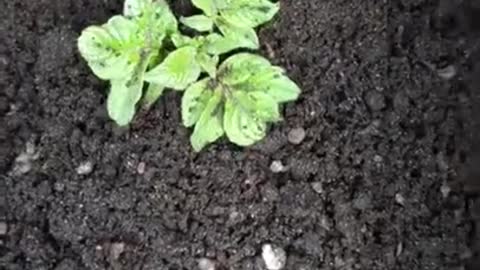 Short video from Elisha about his small potato plant!