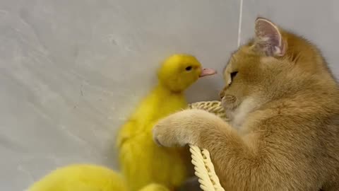 The life of ducklings and cute cats.Very interesting | Duck videos | Cat Videos