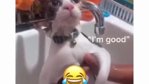 Funny and Cute Cats Videos #246