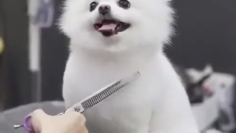 Cute dog hair cut