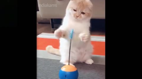 Funny moments with cute cats