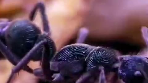 Bullet Ant 🐜 One Of The Most Dangerous Insects In The World #shorts #bulletant #insect