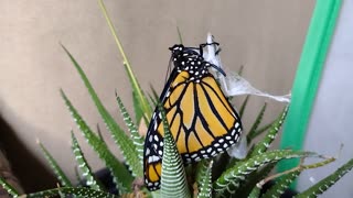 Hatched monarch