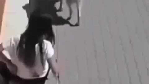Dog and hot girl fight