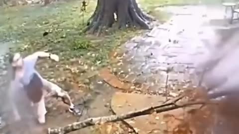 Never mind the rain, watch out for the tree!