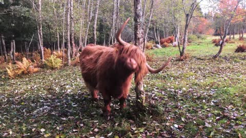 Scottish Highland Cattle In Finland Cow with big horns scratching itself