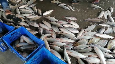 Crazy Fresh Fish Market