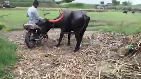 Buffalo chasing funny video || Funny Buffalo