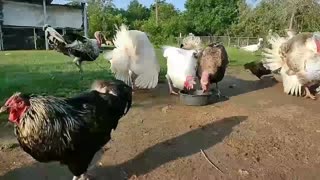 Morning feeding in the chicken pasture