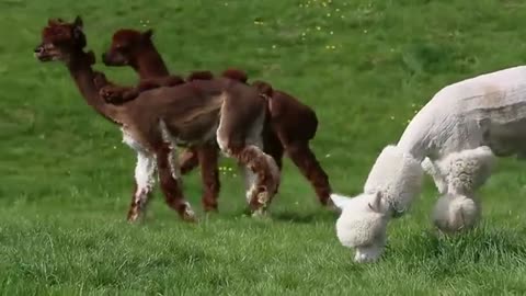 Cute and Adorable Baby Alpacas