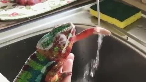 The beautiful chameleon washes her hand