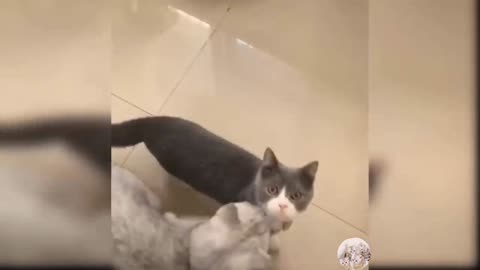 Cute cats funny videos 😂😹😹🙀