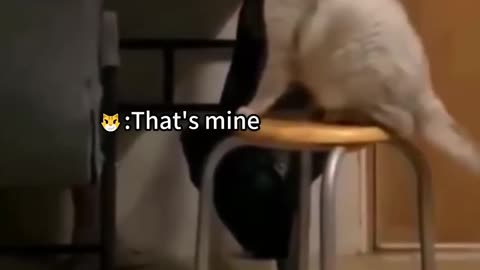 Funny animal's video cat