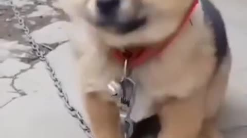 Cute dog voice