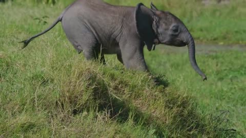 Baby Elephant Misbehaves And Lefts Behind | Mystery of Wildlife