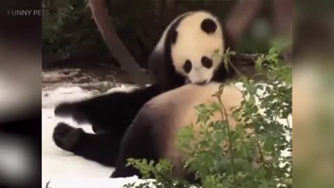 Playing Pandas 🐼 Baby Panda [Funny Pets]