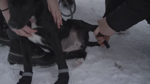 Putting Boots On A Lab Puppy