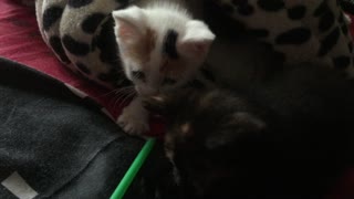 Four kittens playtime on the bed