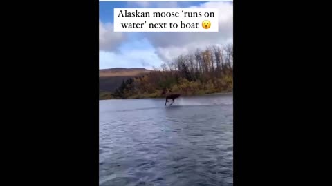 Moose run on water!💦