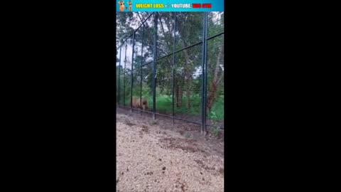 Lioness won’t let her cubs father approach