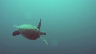 Journey Of Sea Turtle In Paddle Water