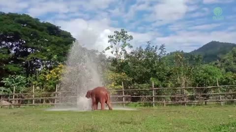 Baby Elephant Wan Mai Enjoy Water When Gardener Turn Sprinklers On - ElephantNews
