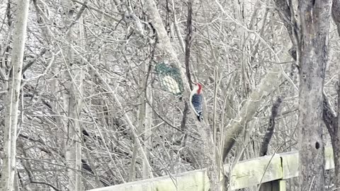 Red-Bellied Wood Pecker awesome angle