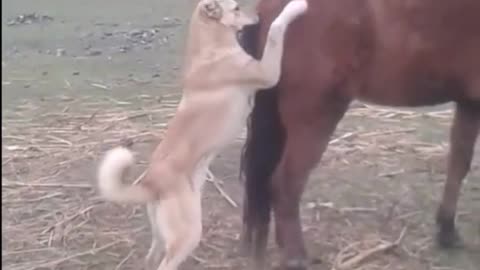 Horse kick dog fun