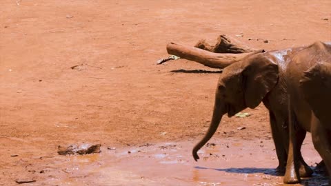 The Baby Elephants Playing