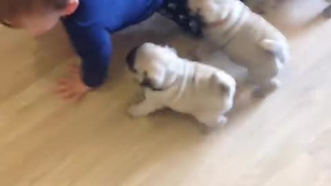 Puppy bog play with baby