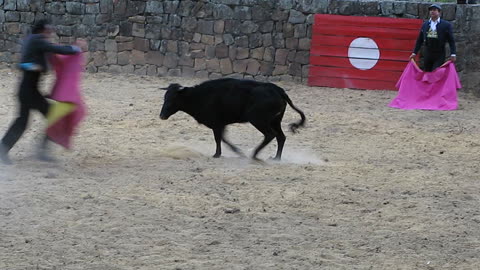 Bullfighter foolishly underestimates the power of young bull