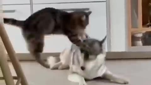 Cute Friendship Between Dog And Cat