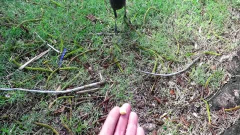 Timid magpie eventually takes food from my hand