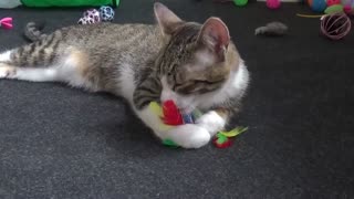 Cute Cat Cleans His Fur 1 Hour