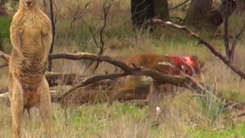 Pet Parent Rescues Pup From Kangaroo Fight