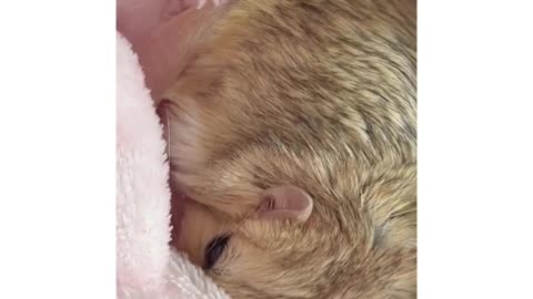 rat are sleep