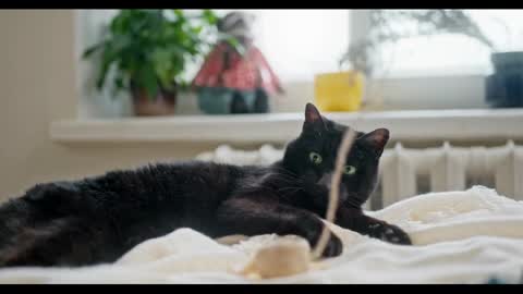 American Bombay Cat video / cat breed
