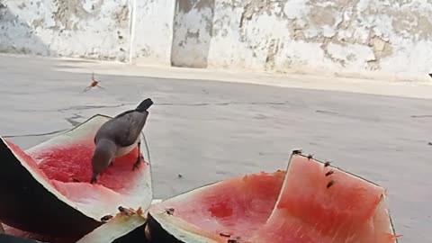 Small birds eating watermelon and drinking it's juice|