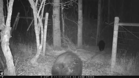 Montana Giant Black Bear