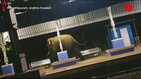 Elephant Roams Parvathipuram Railway Station In Andhra Pradesh, Causing Concern