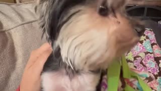 Adorable Yorkie Can't stop Shaking!