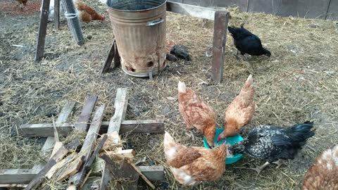 Backyard chickens, U.K England Leeds