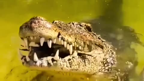 Crocodile smashes crab 🦀