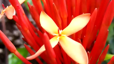 Jungle geranium flowers video.