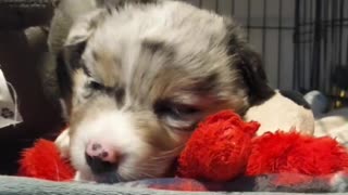 Almost 8 week old puppy: Sleepy