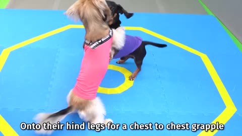The Wienerlympics! - Cute & Funny Wiener Dog Video!