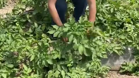 Rural Life of Village Fresh Fruit