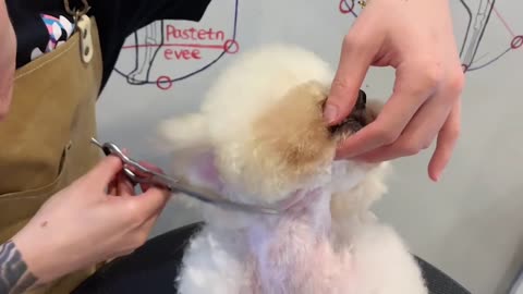 Give A Chubby Bichon Frise Dog Grooming - White Bichon Frise Puppy Haircut