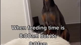 When a pet's meal takes longer than 1 minute